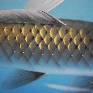 0056 Koi Fish (Carp): Cherry Blossoms / Shukou Okamoto 006