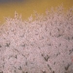 0060 Mt. Fuji and Cherry Blossoms / Tomo Katou 006