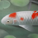 0079 Koi Fish (Carp): Water Lilies / Shukou Okamoto 004