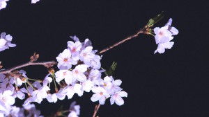 Yuugen Image01