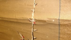 掛軸の折れ・剥落_header