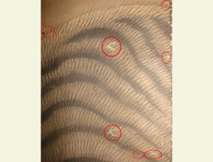 江戸　明治　虎　掛軸　仕立替