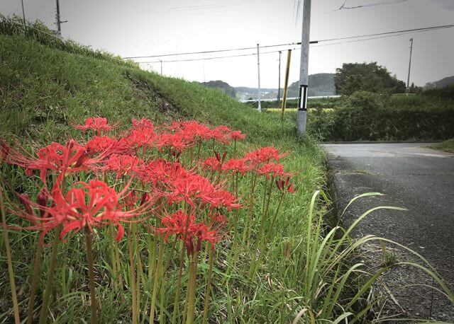 彼岸花