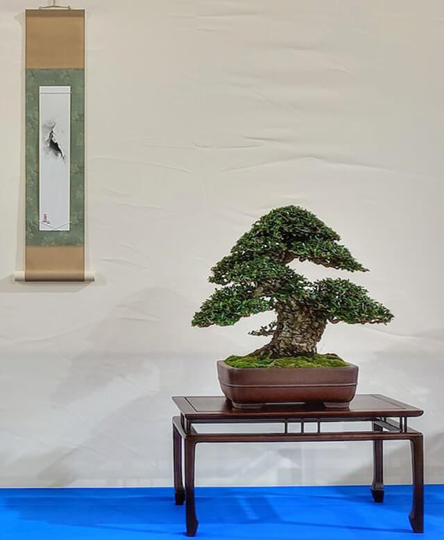 tanzakugake bonsai exhibition