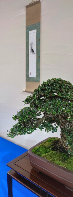 tanzakugake bonsai exhibition